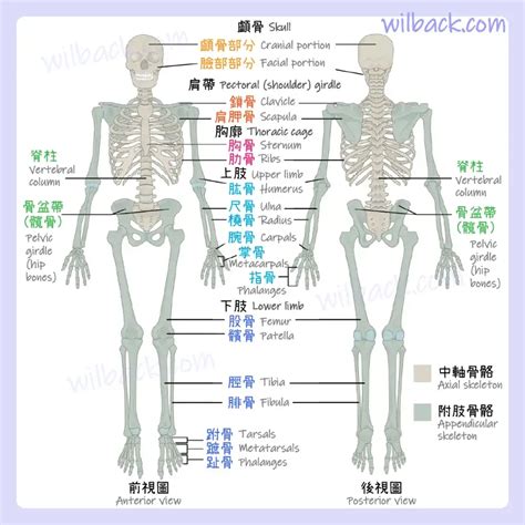 動物骨骼|骨骼系統:結構,分類,外骨骼,內骨骼,水骨骼,功能,保護方。